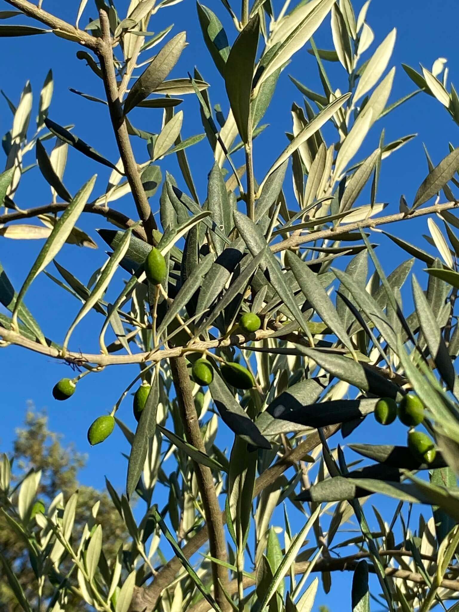 conditions generales de ventes huile olive vierge aix en provence