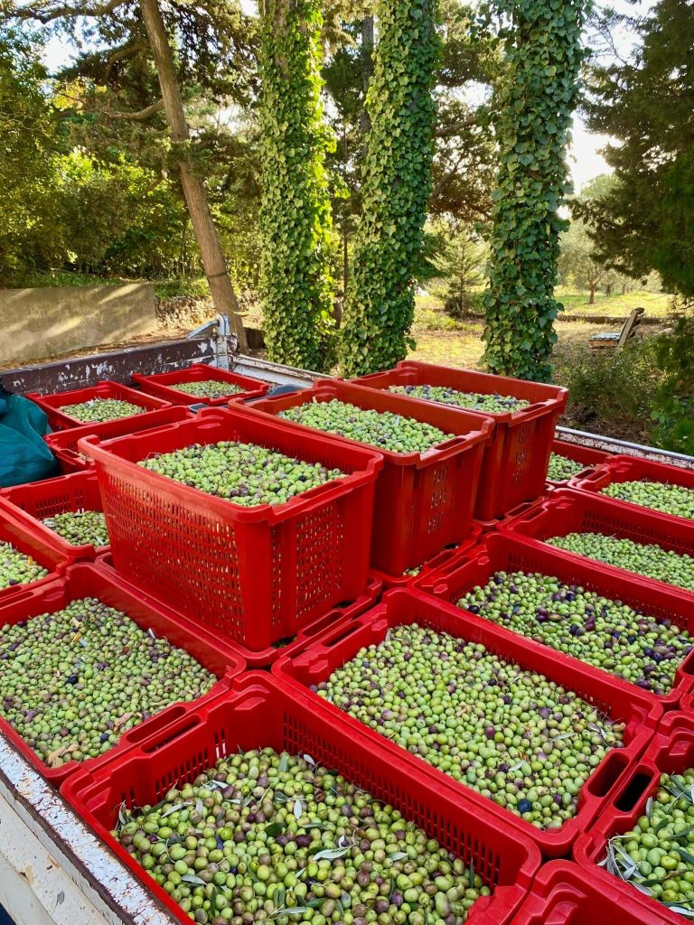 cuves d'olives ramassées aop aix en provence