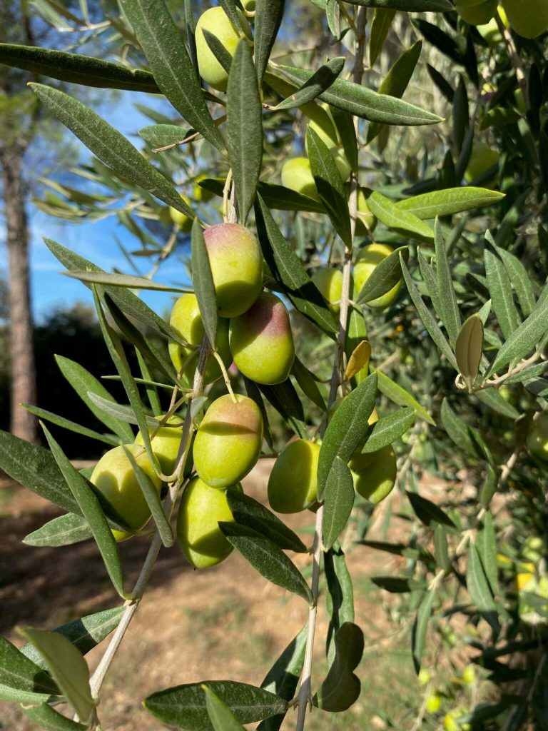 olive sur olivier aop aix