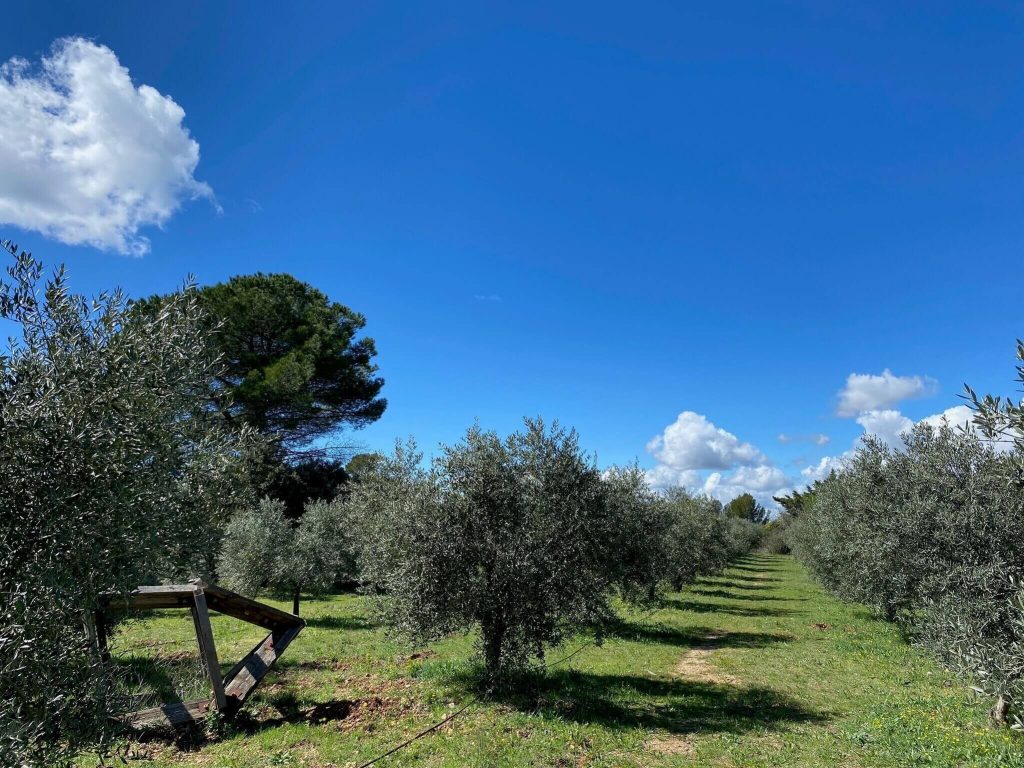 oliveraie la souvenance