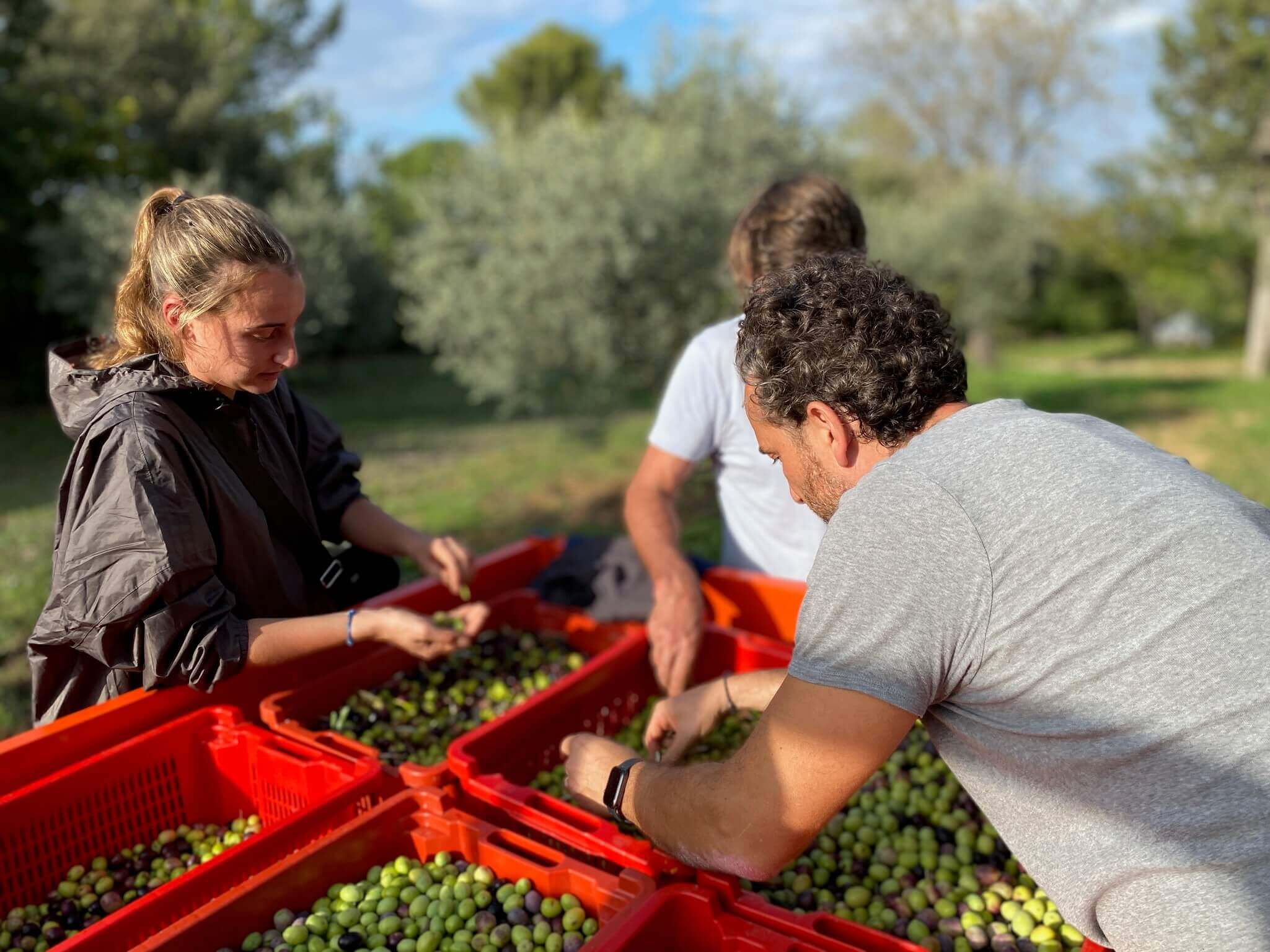 recolte manuelle d'olive AOP Aix en Provence